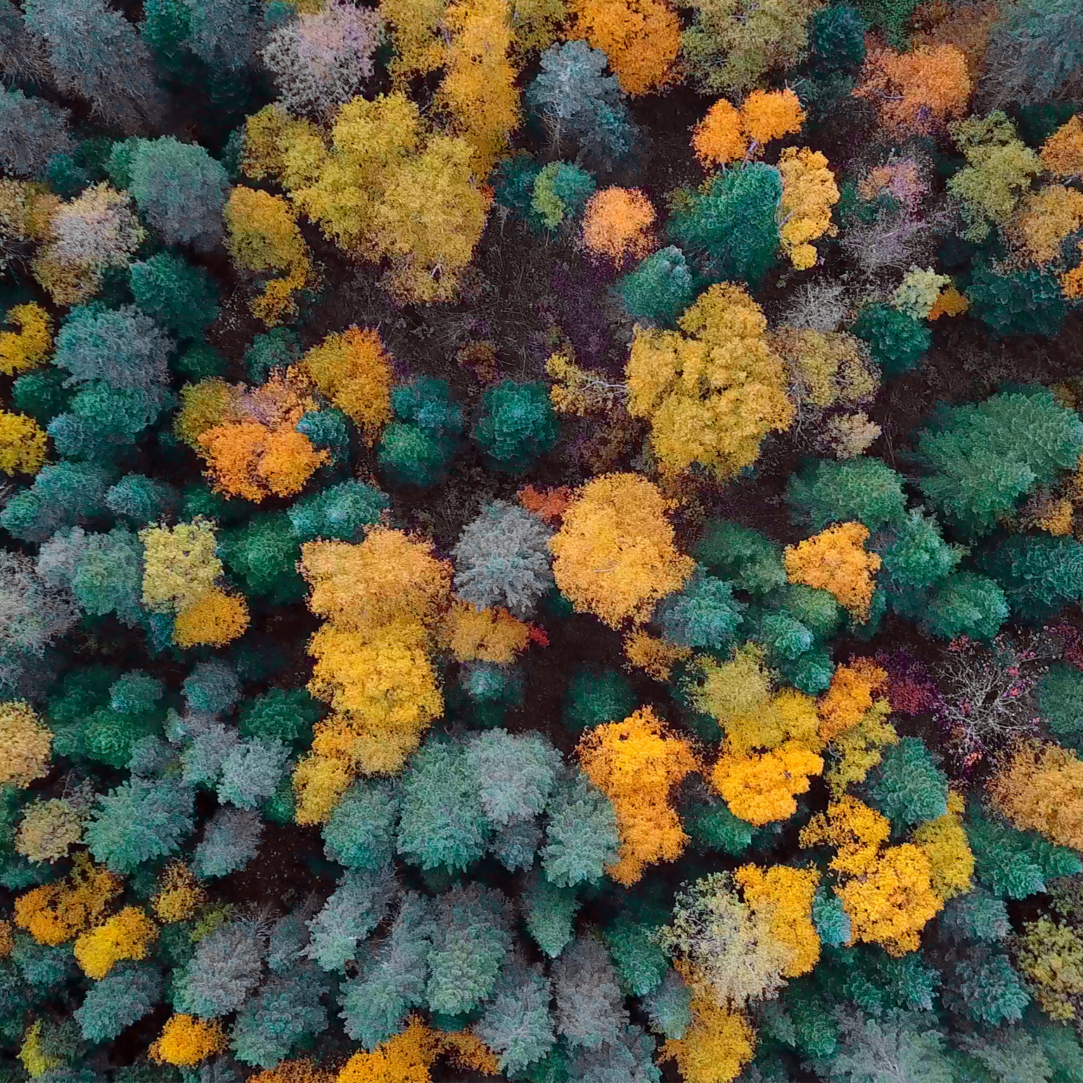 Érablière Domaine Acer vue aérienne forêt automne